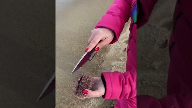 Как чистить морского ежа Как чистить морского ежа