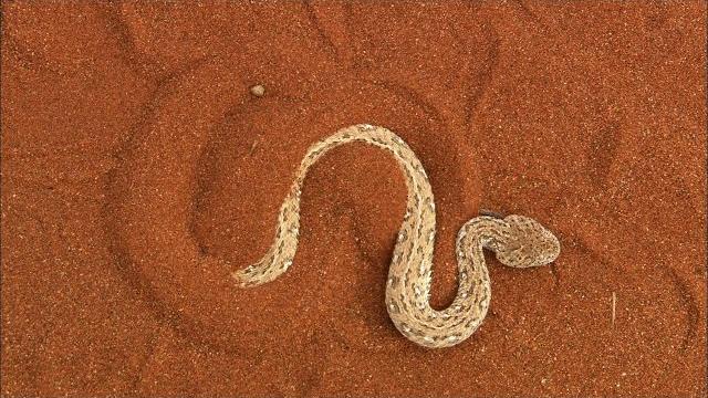 Terrifying: the venomous sidewinder snake slithers at 18 mph Terrifying: the venomous sidewinder snake slithers at 18 mph
