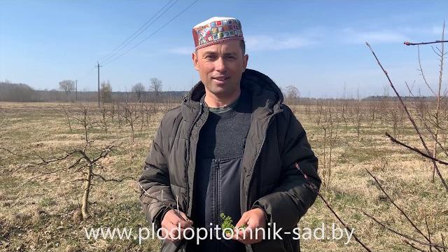 Чем обрабатывать сад ранней весной? опрыскивание медьсодержащими препаратами. видео из питомника. Чем обрабатывать сад ранней весной? опрыскивание медьсодержащими препаратами. видео из питомника.