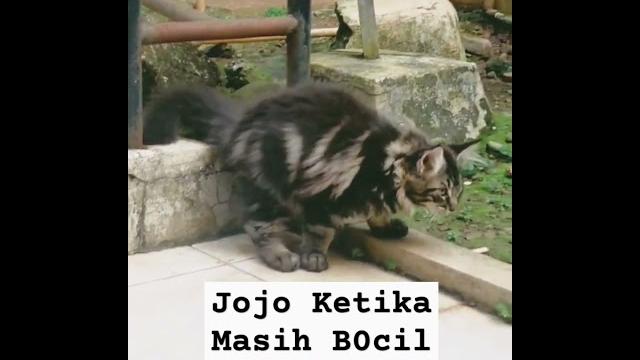 Jojo b0cil Jojo b0cil