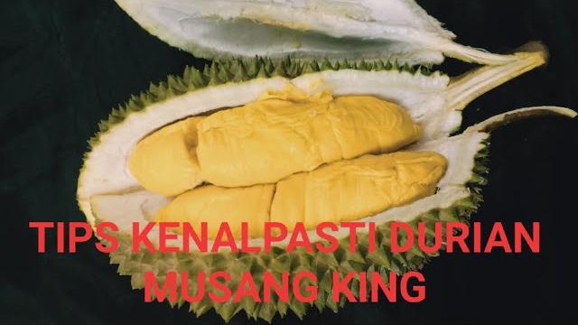 Cara mudah kenal durian musang king : easy tips to identify musang king durian | harraz khairan Cara mudah kenal durian musang king : easy tips to identify musang king durian | harraz khairan