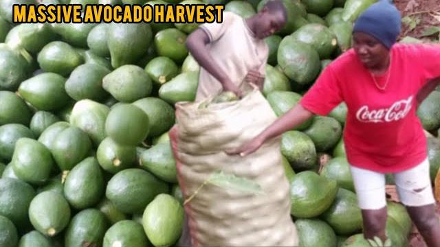 Green gold||this is realrural african village life|hustling,farming and living of the land in kenya Green gold||this is realrural african village life|hustling,farming and living of the land in kenya