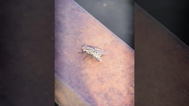 Вертолет🪰 #funny #top #природа #tiktok #video #nature #живой #shorts #story #sorts #memes #юмор Вертолет🪰 #funny #top #природа #tiktok #video #nature #живой #shorts #story #sorts #memes #юмор