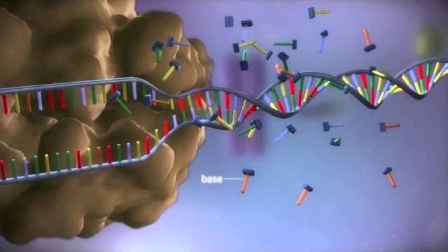 From dna to protein - 3d From dna to protein - 3d