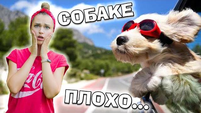 Собаку укачивает и тошнит в машине. что делать? Собаку укачивает и тошнит в машине. что делать?