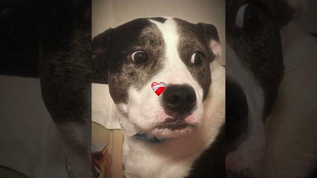 Mariana #dog#dogedit#cute#goofy#shorts Mariana #dog#dogedit#cute#goofy#shorts
