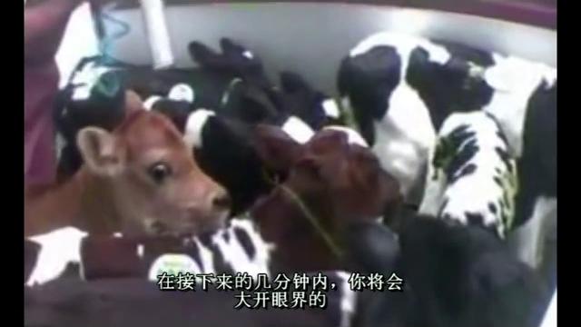 虐待动物。警告:极其令人不安。看到 mercyforanimals.org 虐待动物。警告:极其令人不安。看到 mercyforanimals.org