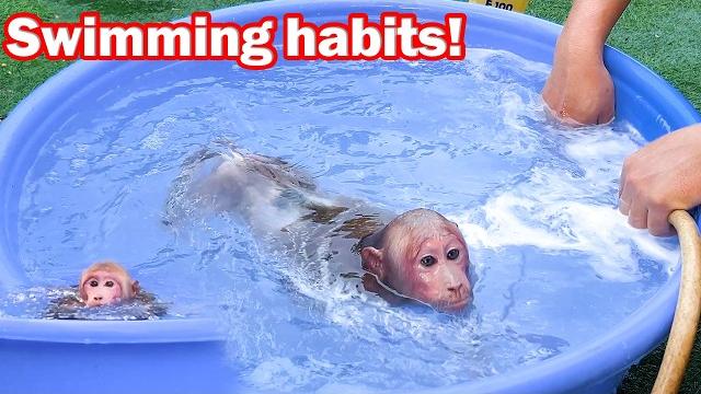 Bibi feels hot so he goes swimming to cool off! Bibi feels hot so he goes swimming to cool off!