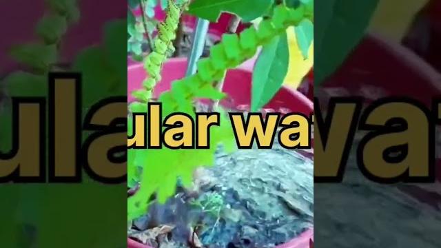 How to watering in plants in the in plant summer season, regular watering@naturalenvironment331 How to watering in plants in the in plant summer season, regular watering@naturalenvironment331