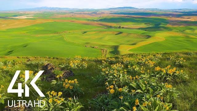 8 hours of birdsong and wind whisper - relaxing atmosphere of steppe flower fields - 4k ultra hd 8 hours of birdsong and wind whisper - relaxing atmosphere of steppe flower fields - 4k ultra hd