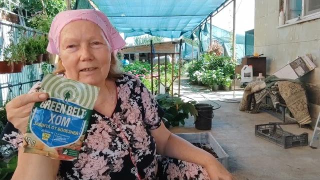 Черенкуем крупнолистную гортензию Черенкуем крупнолистную гортензию
