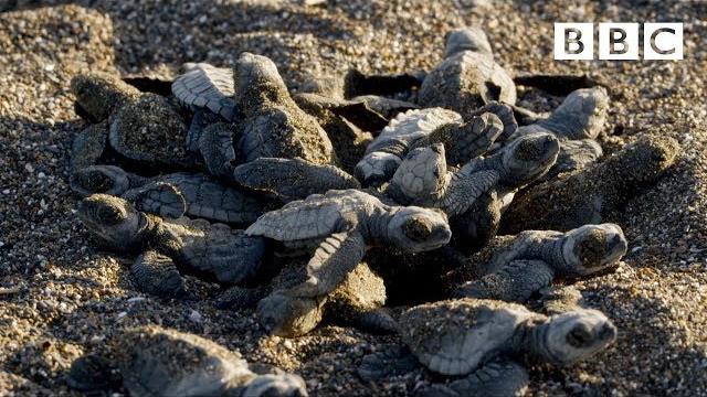 Baby turtle's first steps - bbc Baby turtle's first steps - bbc