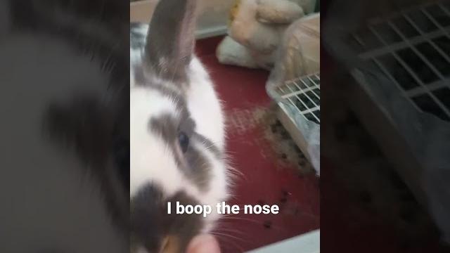 Boop the bunny Boop the bunny