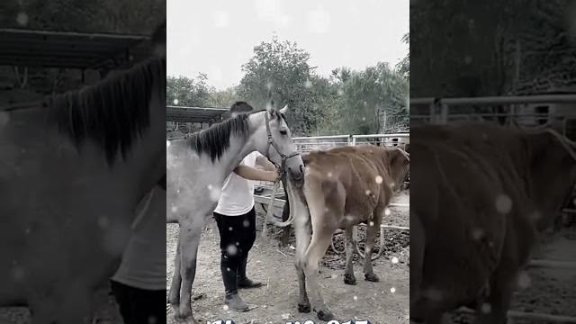 Horse mating with cow? what's going on?? #shorts Horse mating with cow? what's going on?? #shorts