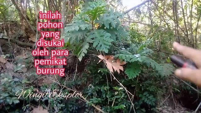 Mencari getah pohon bendo Mencari getah pohon bendo