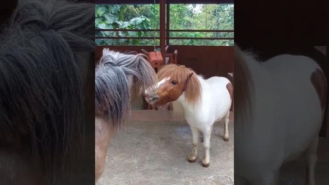 Anin bertemu kuda poni di malang Anin bertemu kuda poni di malang