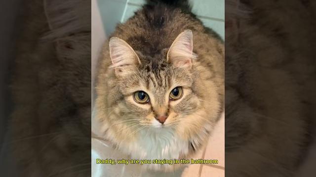 Luna rushed into the bathroom and found me playing my favorite game, block blast #blockblast Luna rushed into the bathroom and found me playing my favorite game, block blast #blockblast