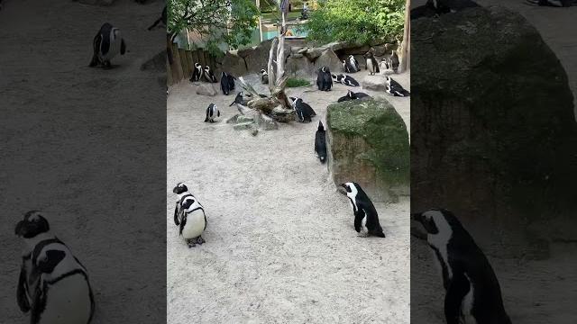 Смешные пингвины Смешные пингвины