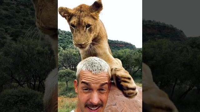 Nayla the bully #lion #wildlife #deanschneider Nayla the bully #lion #wildlife #deanschneider