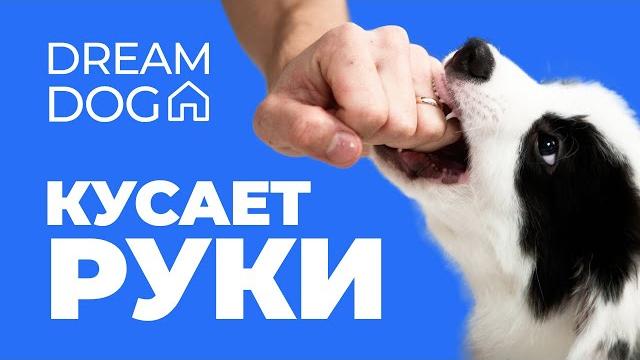 Как отучить щенка кусать руки пошаговый алгоритм Как отучить щенка кусать руки пошаговый алгоритм