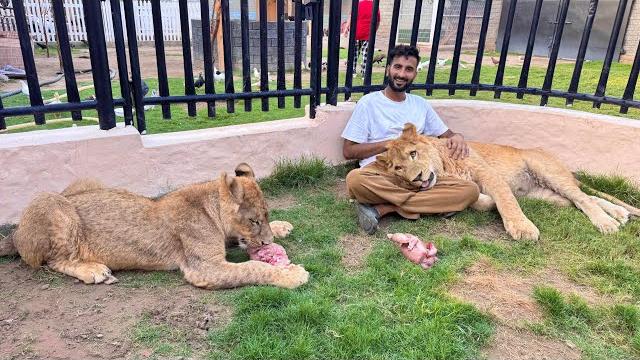 Lara ko liger ke sath bnd kr dia️dono gussa hogaiy Lara ko liger ke sath bnd kr dia️dono gussa hogaiy