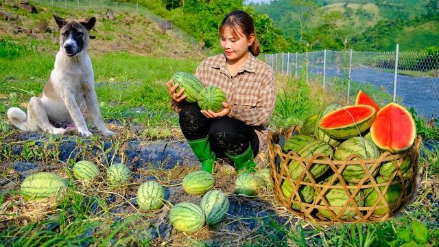 Building my life off the grid episode 79 | harvest juicy cantaloupe, get grass for goats Building my life off the grid episode 79 | harvest juicy cantaloupe, get grass for goats