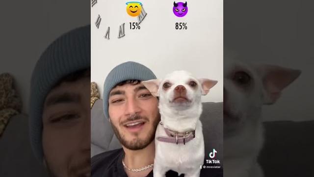 Chihuahuas are such a surprising breed Chihuahuas are such a surprising breed