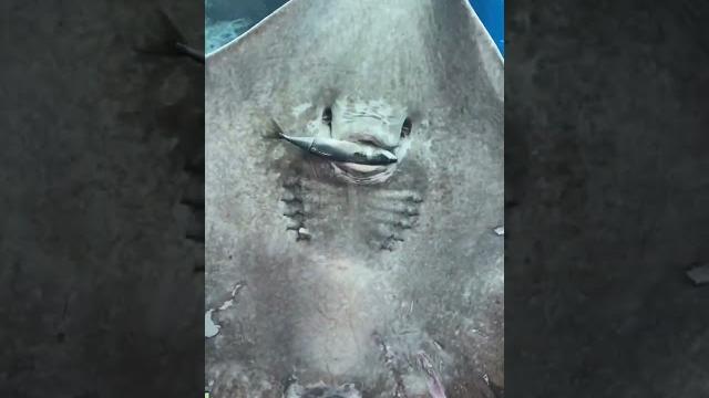 Stingray devours a fish in front of people Stingray devours a fish in front of people