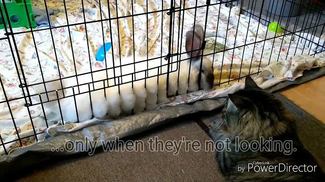 Boop the bunny! Boop the bunny!