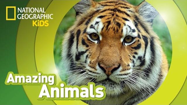 Tiger | amazing animals Tiger | amazing animals