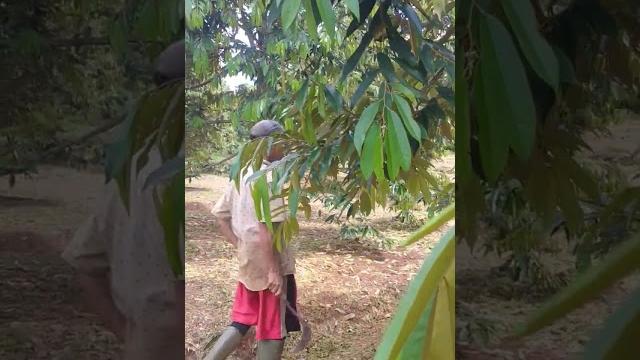 Kebun durian agus widodo Kebun durian agus widodo