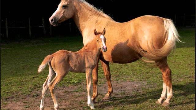 Beautiful horses (wild horses song!) Beautiful horses (wild horses song!)