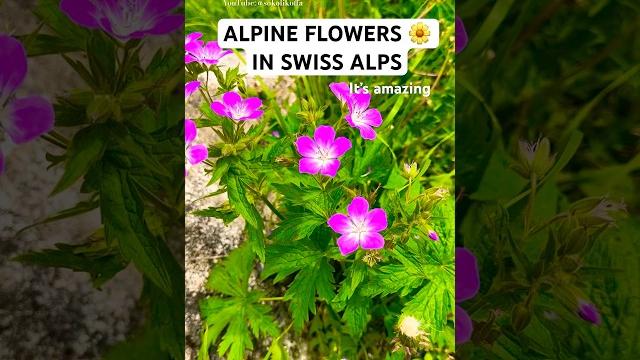 Stunning view in swiss alps ️blooming flowers rosenlaui valley#switzerland#flowers#rosenlaui#wow Stunning view in swiss alps ️blooming flowers rosenlaui valley#switzerland#flowers#rosenlaui#wow