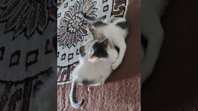 #cute #cuteanimals #kitten #fightingkids #cute #cuteanimals #kitten #fightingkids