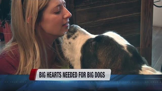 Big dogs need love Big dogs need love