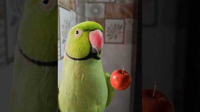 A for apple b for.. A for apple b for..