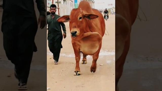 Havey bull beauty️ #cow #youtubeshorts #viralshort Havey bull beauty️ #cow #youtubeshorts #viralshort