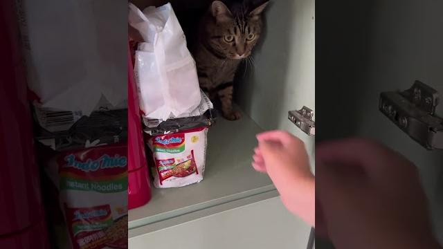 李二狗的日常#狸花猫 #猫咪的迷惑行为 #猫猫的事情你少管 李二狗的日常#狸花猫 #猫咪的迷惑行为 #猫猫的事情你少管