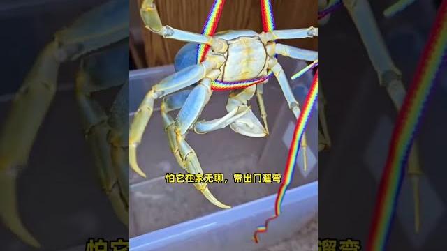 小姐姐看螃蟹可爱不忍心吃掉,于是便将它当宠物养,没想到它竟然会主动牵手手。 小姐姐看螃蟹可爱不忍心吃掉,于是便将它当宠物养,没想到它竟然会主动牵手手。