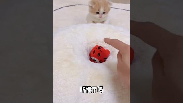 【小奶貓成長記】救命,妹妹當年也不至於被卡住 【小奶貓成長記】救命,妹妹當年也不至於被卡住