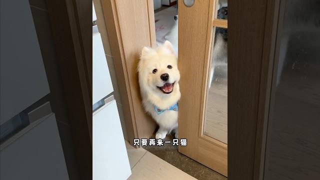 当我养了一只像猫的狗…… #萨摩耶 #哈士奇 #萌宠 当我养了一只像猫的狗…… #萨摩耶 #哈士奇 #萌宠