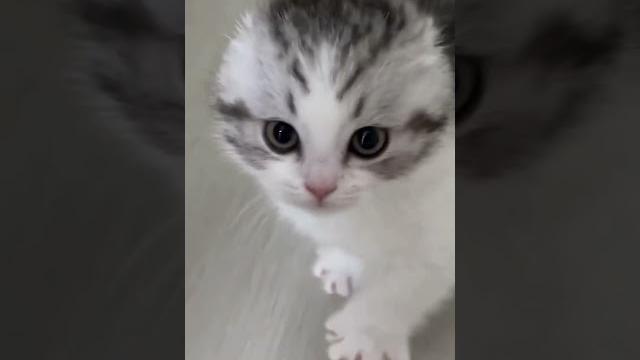 Колючий ёжик Колючий ёжик