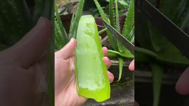 Amazing uses of aloe vera #shorts Amazing uses of aloe vera #shorts