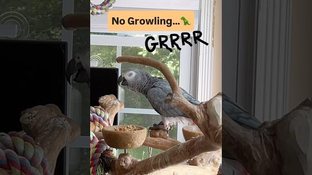 No growlingjust dancing#dancingparrot #funny #talkingparrot #birds #pets #africangreyparrots No growlingjust dancing#dancingparrot #funny #talkingparrot #birds #pets #africangreyparrots