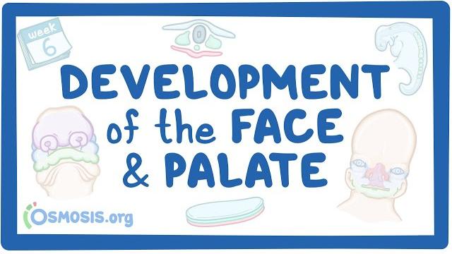 Development of the face and palate Development of the face and palate