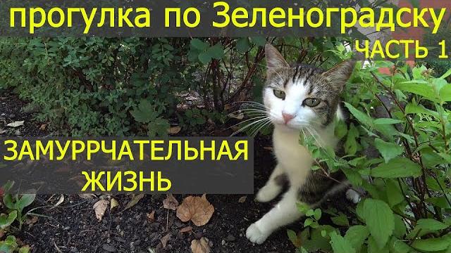 Прогулка по зеленоградску / город кошек Прогулка по зеленоградску / город кошек