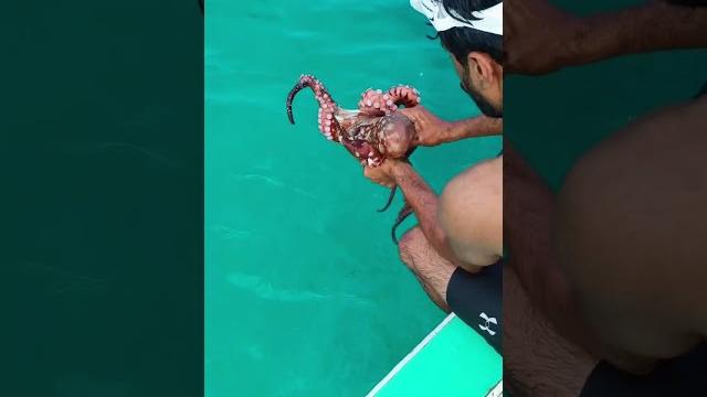 Octopus spearing @ lakshadweep Octopus spearing @ lakshadweep