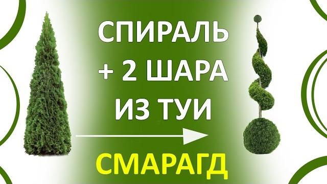 Туя спираль | стрижка туи - топиар | секреты хвойных |thuja smaragd| стрижкатуиминск|@lord_of_garden_belarus Туя спираль | стрижка туи - топиар | секреты хвойных |thuja smaragd| стрижкатуиминск|@lord_of_garden_belarus