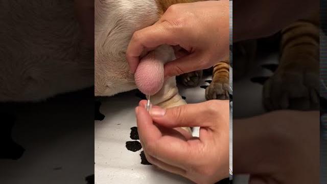 Lipoma in dogs: fine needle aspiration by a veterinarian Lipoma in dogs: fine needle aspiration by a veterinarian