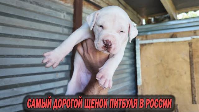 Самый дорогой щенок питбуль в россии эксклюзив. купить щенка питбуля питомник dragon life. Самый дорогой щенок питбуль в россии эксклюзив. купить щенка питбуля питомник dragon life.